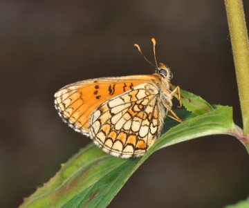 Melitaea parthenoides