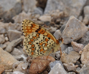 Melitaea phoebe