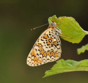 Melitaea telona