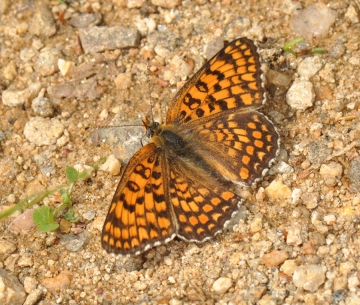 Melitaea telona