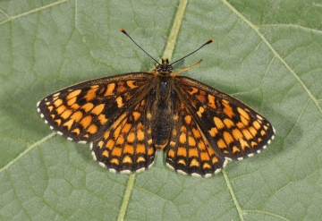 Mellicta athalia