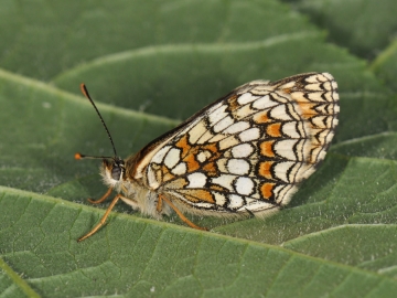 Mellicta athalia