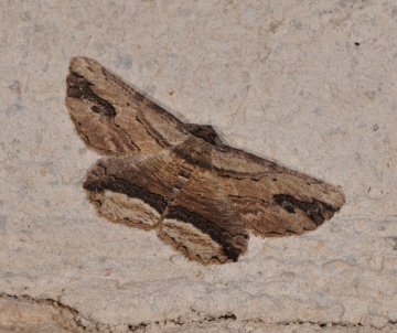 Menophra abruptaria