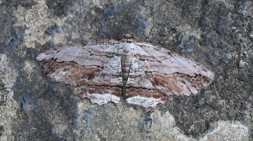 Menophra abruptaria