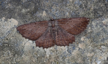 Menophra abruptaria