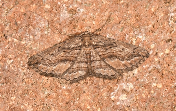 Menophra annegreteae