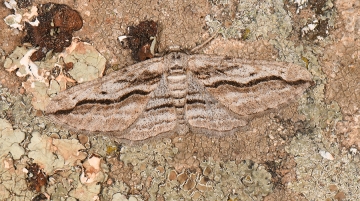 Menophra thuriferaria