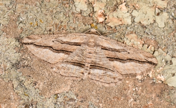 Menophra thuriferaria