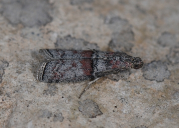 Merulempista turturella