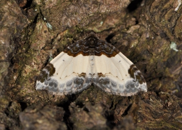 Mesoleuca albicillata