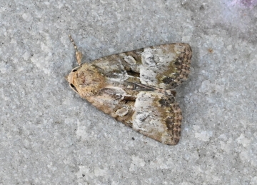 Mesoligia furuncula