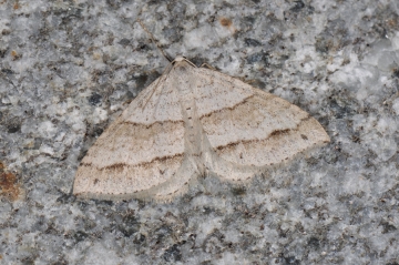 Mesotype parallelolineata