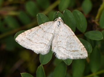 Mesotype verberata