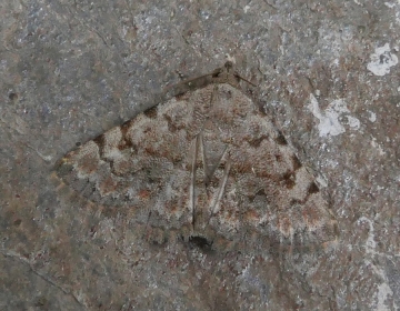 Metachrostis velocior