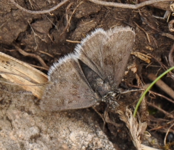 Metaxmeste phrygialis