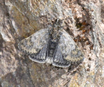 Metaxmeste schrankiana