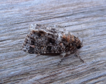 Methorasa latreillei