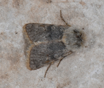 Metopoceras albarracina