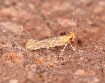 Gelechiidae: Metzneria aestivella