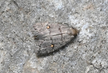 Micronoctua karsholti