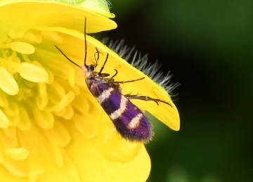 Micropterix allionella