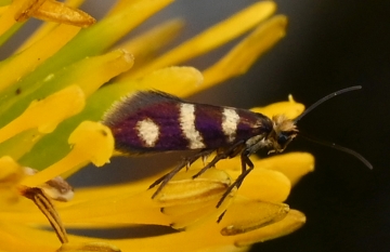 Micropterix aureatella
