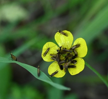 Micropterix calthella