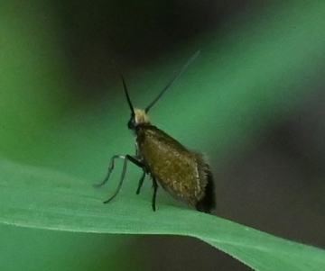 Micropterix calthella