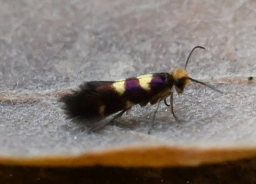 Micropterix myrtetella