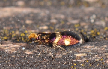 Micropterix osthelderi