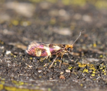 Micropteryx aglaella