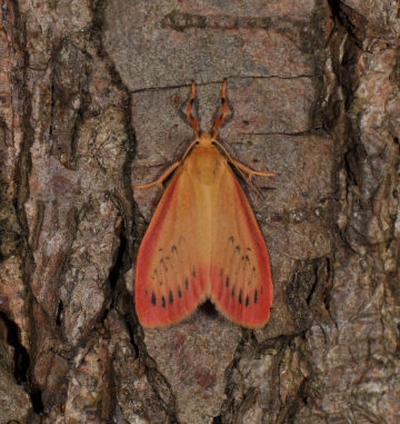 Miltochrista miniata