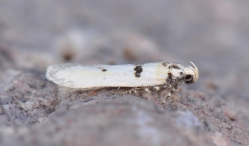 Mirificarma cytisella