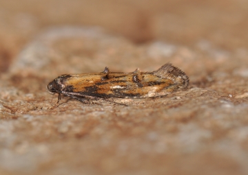 Mompha idaei