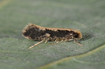Monopis obviella