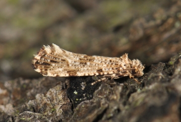 Morophaga choragella