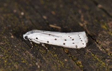 Myelois circumvoluta