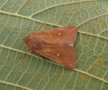 Mythimna albipuncta
