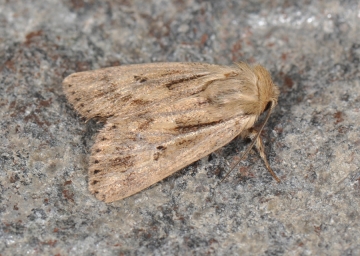 Mythimna anderreggii