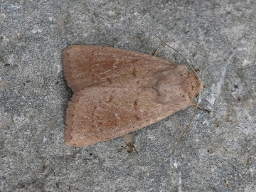Mythimna ferrago