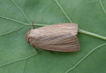 Mythimna pudorina