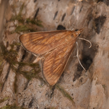 Nascia cilialis