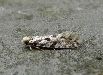 Nemapogon variatella