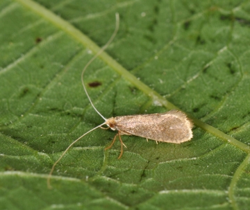 Nematopogon metaxella