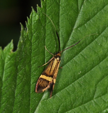 Nemophora degeerella