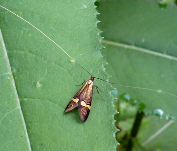 Nemophora degeerella