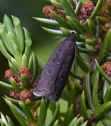 Neofaculta infernella