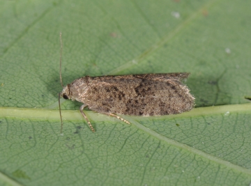 Neosphaleroptera nubilana