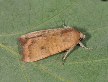 Noctua interjecta