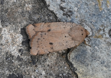Noctua interjecta